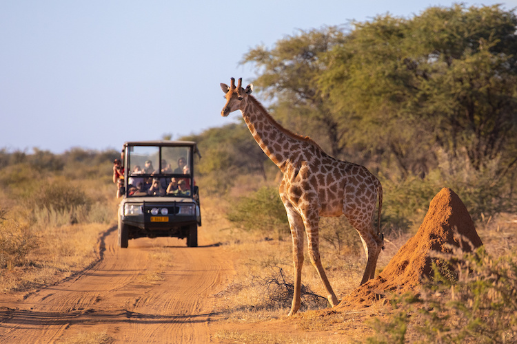 Sur les traces des animaux sauvages : les safaris les plus spectaculaires