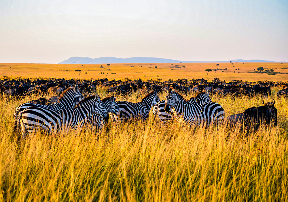 à la rencontre des Big Five dans les réserves naturelles du Kenya et de la Tanzanie